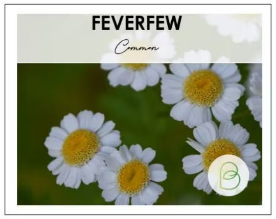 Medicinal Herb Seed Bundle, Heirloom Seeds, Survival Garden Planting, Rare Seeds, Herbs, Non-GMO, Gift, Emergency Garden, Free Shipping