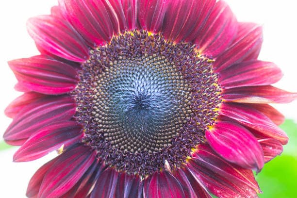 Sunflower Chocolate Cherry