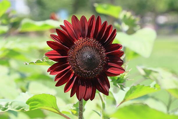 Sunflower Chocolate Cherry