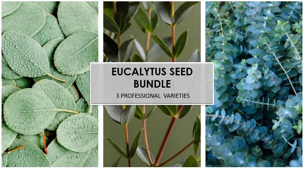 Eucalyptus Seed Bundle, 3 varieties, Herbal Seeds, Bouquet filler