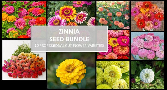 Zinnia Seed Bundle, 10 Varieties, 100+ seeds, Heirloom Seeds, Chartreuse Cut Flower Seeds, Gift for Gardener, Double Zinnia, Rare Seeds