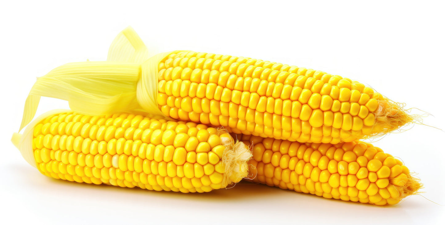 Corn Kandy Korn Hybrid Sweet Corn