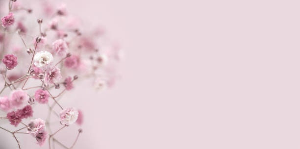 Babys Breath Deep Carmine
