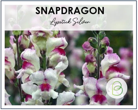Snapdragon Lipstick Silver