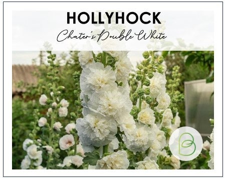 Hollyhock Chaters Double White