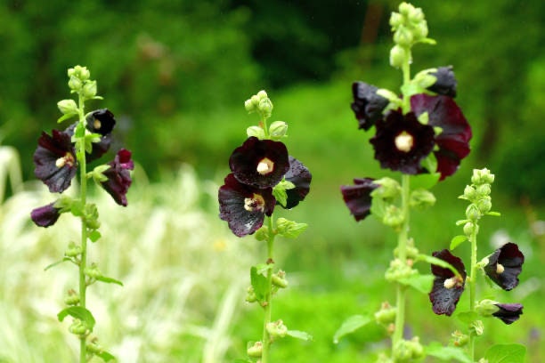 Hollyhock Black