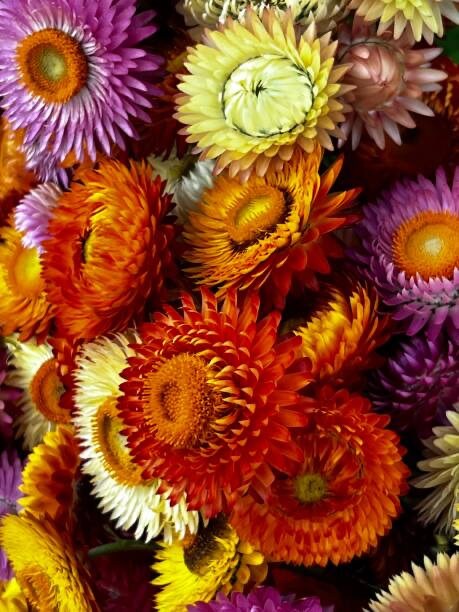 Strawflower Tall Double Mix