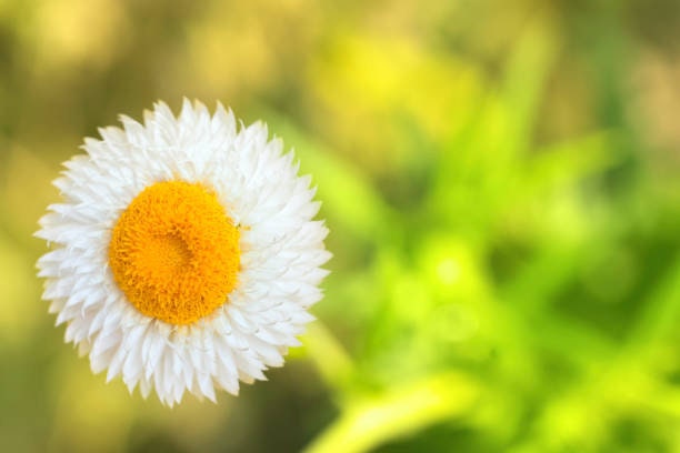 Strawflower White Double