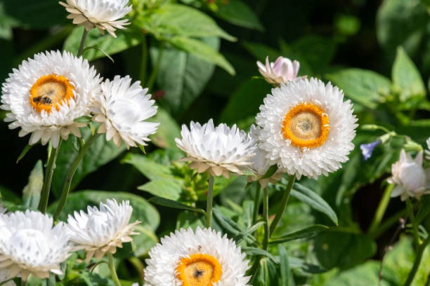 Strawflower White Double