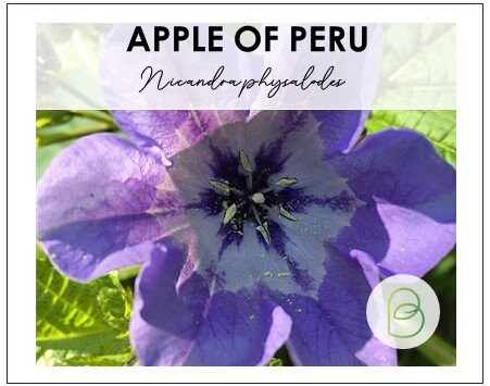 Apple of Peru