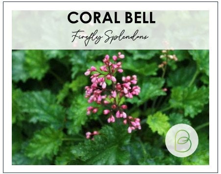 Firefly Splendens Coral Bell Seeds, Heuchera, Perennial, Shade Plant