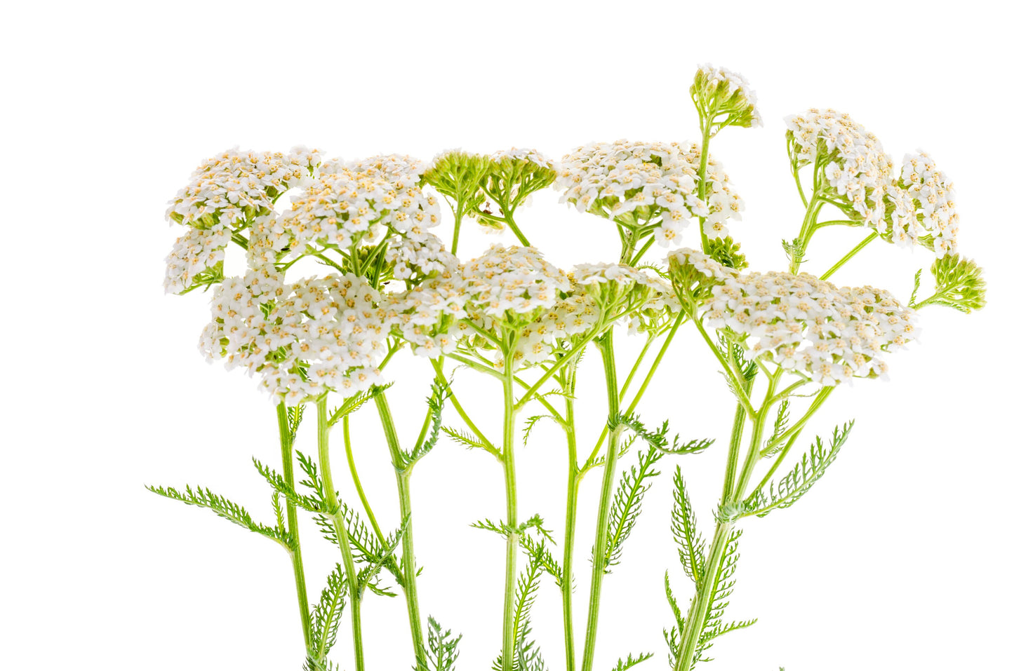 Ammi Majus White Dill