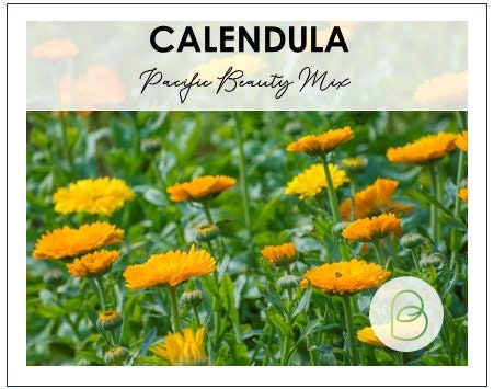 Calendula Pacific Beauty Mix