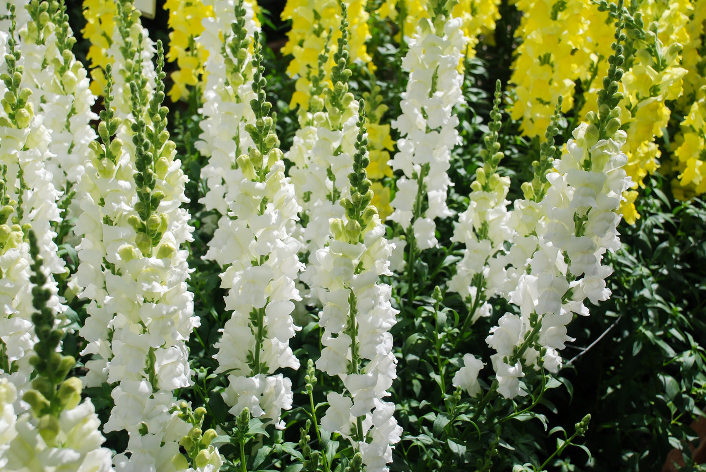Snapdragon Tetra Mix