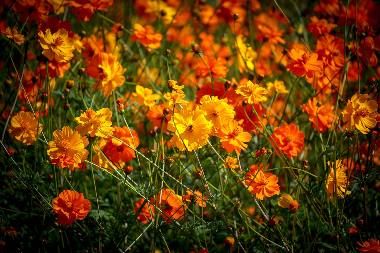 Cosmos Bright Lights Mix