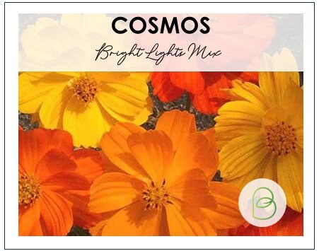 Cosmos Bright Lights Mix