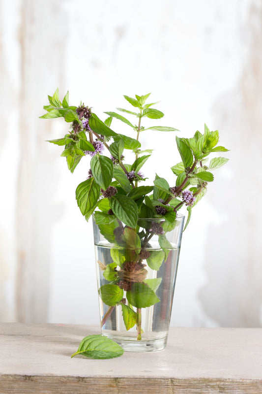 Spearmint