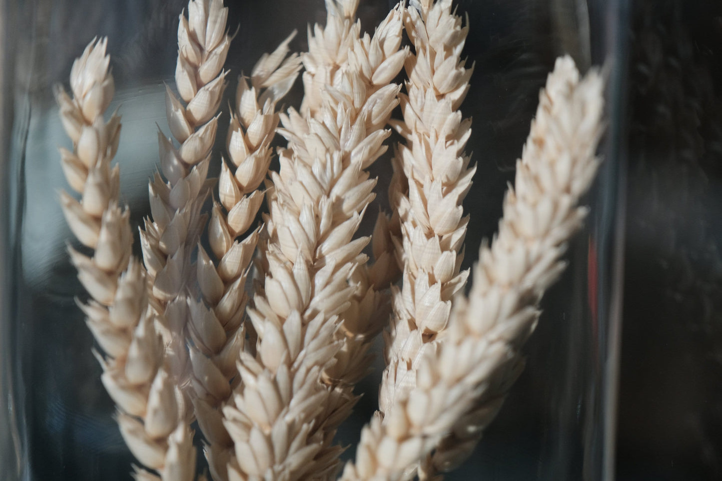 Silver Tip Wheat Triticum