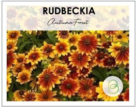Rudbeckia Autumn Forest