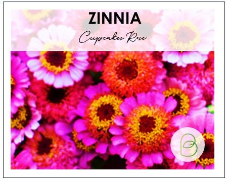 Zinnia Cupcake Rose