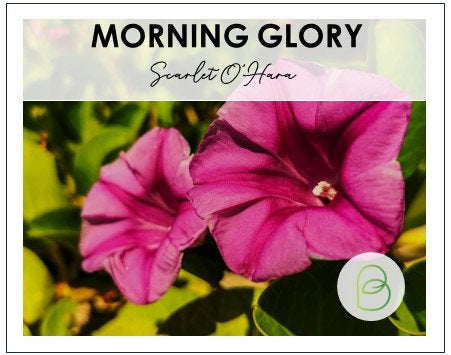 Morning Glory Scarlet O Hara