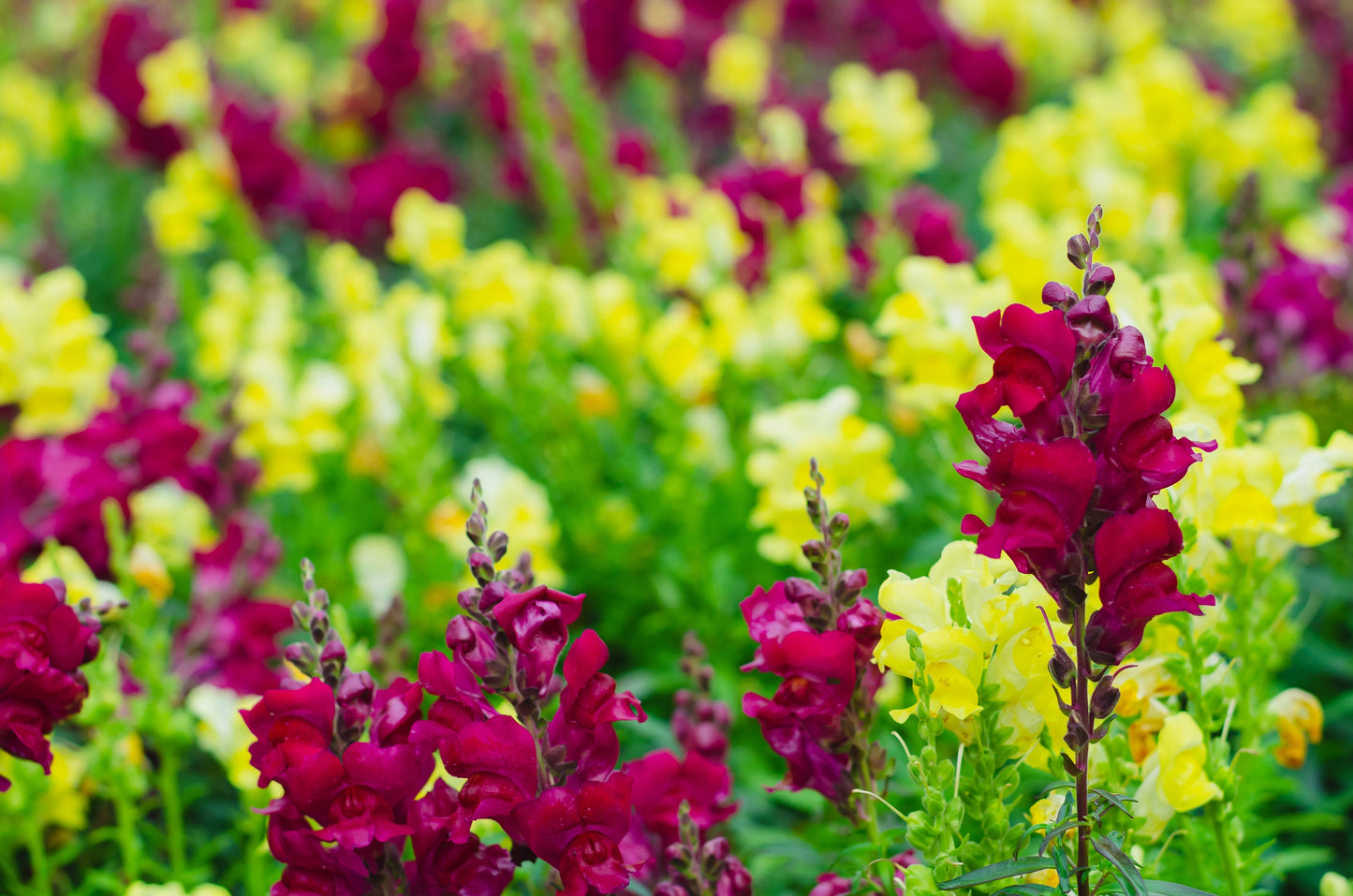 Snapdragon Costa Summer Velvet