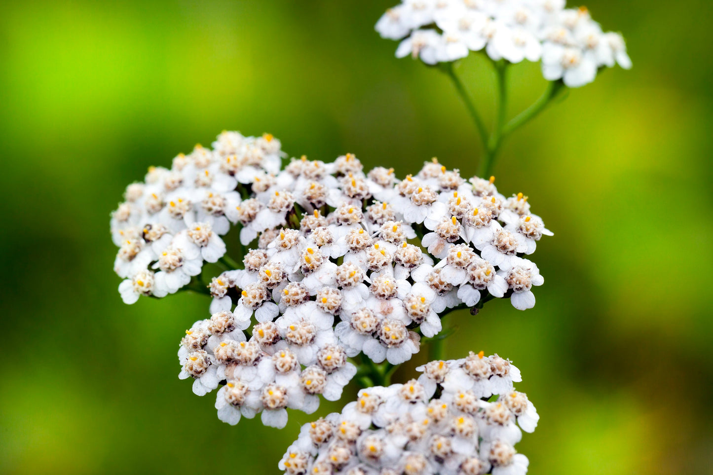 Yarrow Flowerburst Fruitbowl