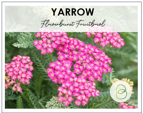 Yarrow Flowerburst Fruitbowl