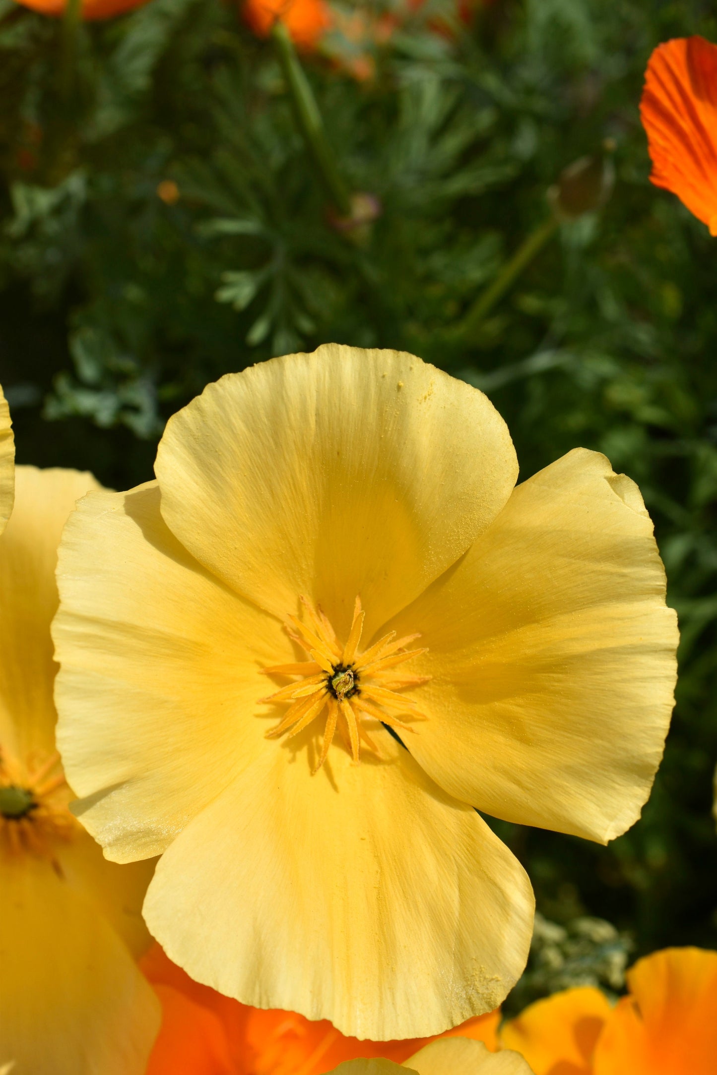 Poppy Dwarf Golden California