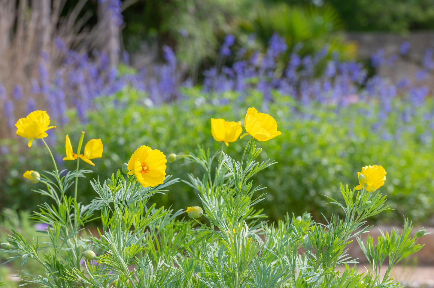 Poppy Dwarf Golden California
