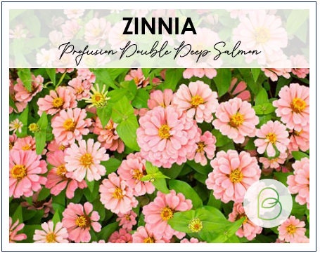 Zinnia Profusion Double Deep Salmon