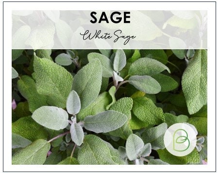 Sage White
