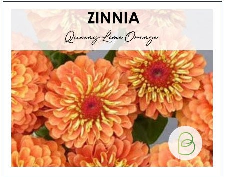 Zinnia Queen Lime Orange