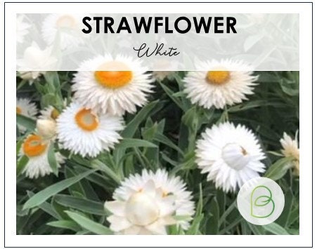 White Strawflower