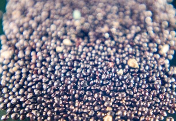 Amaranth Autumn's Torch