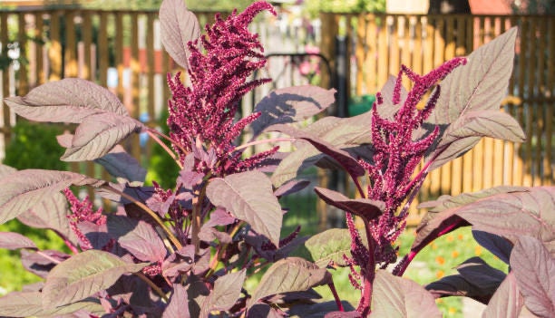 Amaranth Red Spike