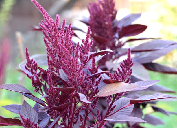 Celosia Wine Red