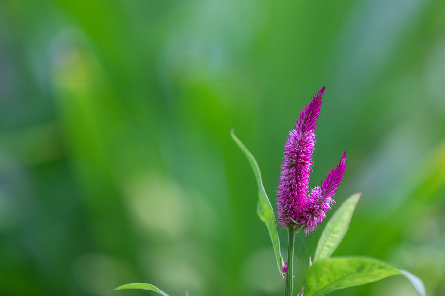 Celosia Roseberry Parfait