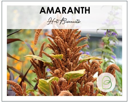 Amaranth Hot Biscuits