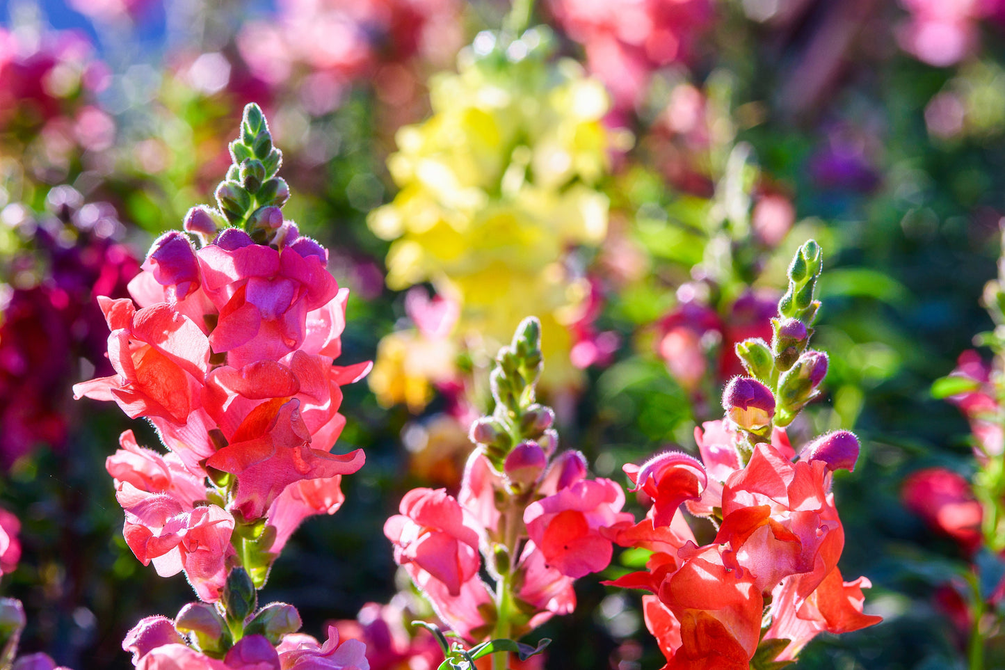 Heirloom Snapdragon Seeds
