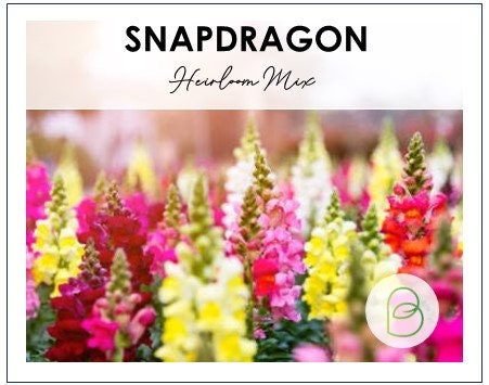 Heirloom Snapdragon Seeds
