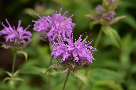 Wild Bergamot 650 Seeds, 0.25g, Monarda, Bee Balm, Pollinator Flowers, Heirloom Herb Seeds, Wild flower seeds, Flower mix, Monarda Fistulosa