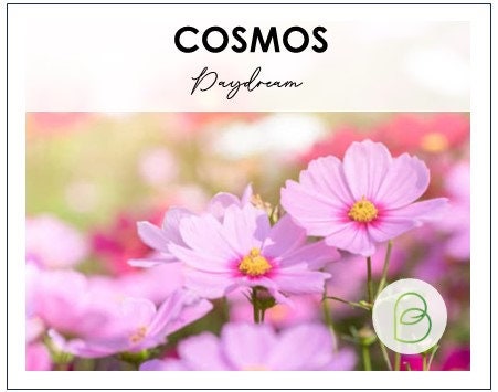 Cosmos Daydream