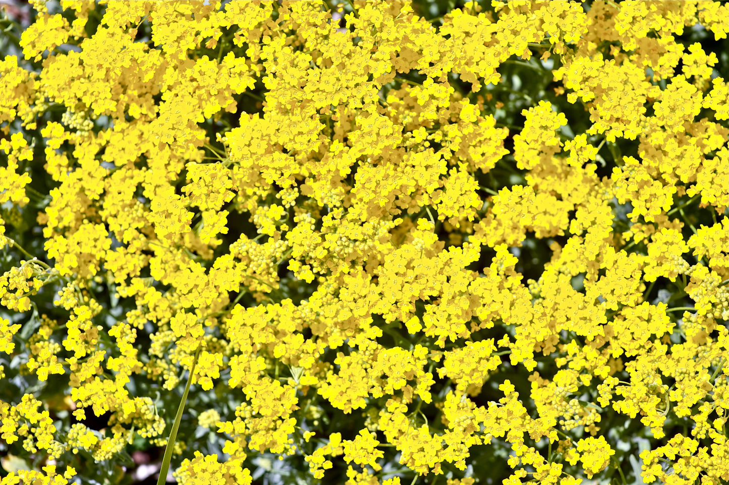 Alyssum Basket of Gold