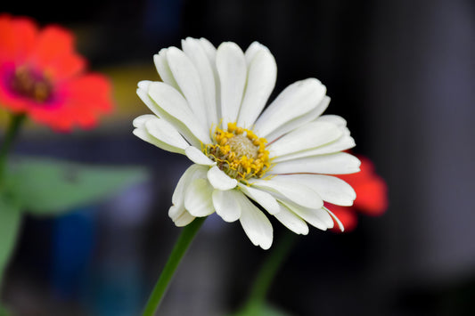 Zinnia Popcorn Mix