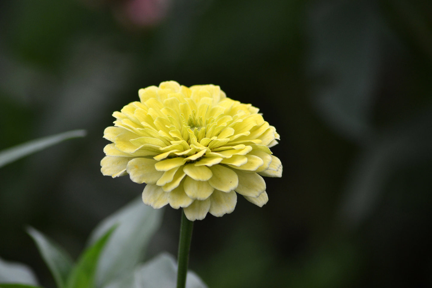 Zinnia Popcorn Mix