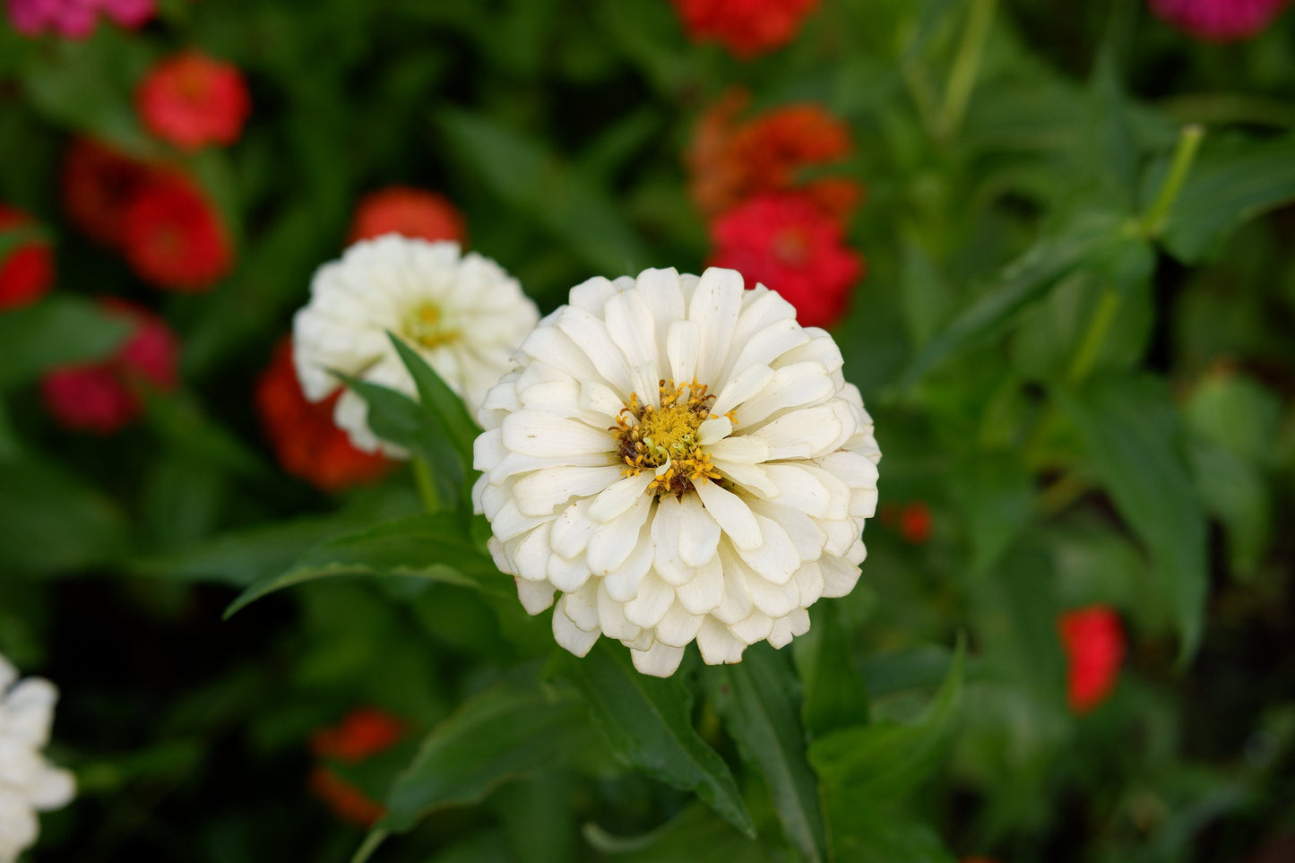 Zinnia Scarlet Snow Mix