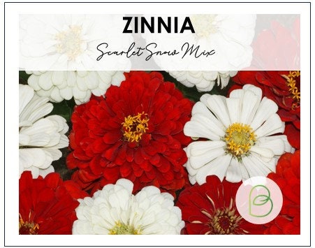 Zinnia Scarlet Snow Mix