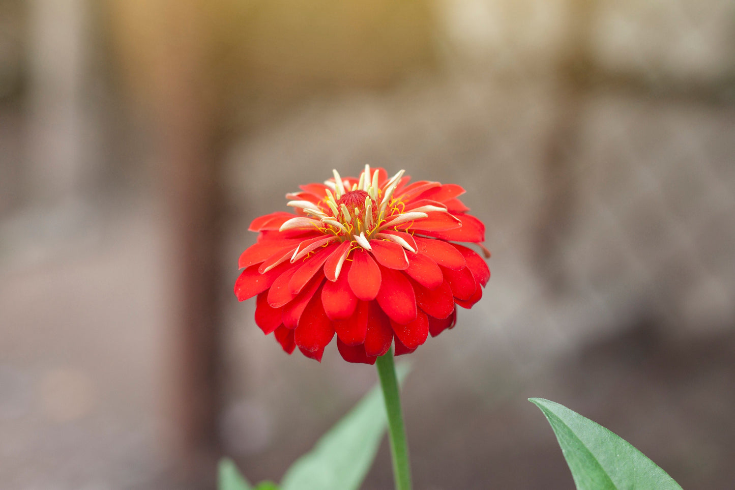 Zinnia Berry Mix