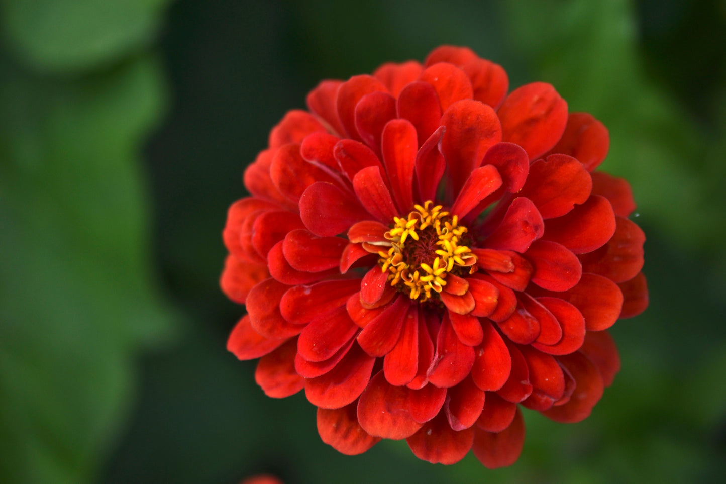 Zinnia Berry Mix